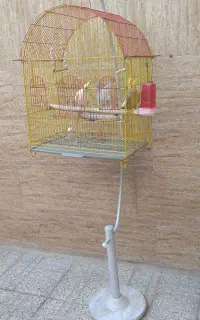 عروس هلندی