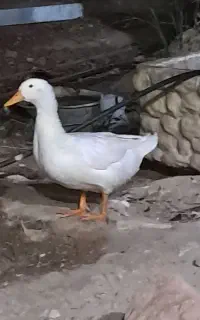 اردک