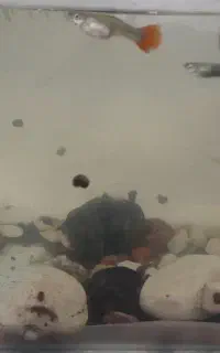 حلزون آکواریوم