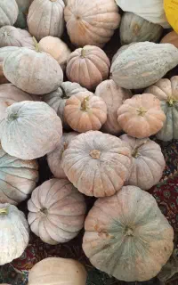 فروش کدو حلوایی