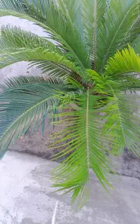 گل سیکاس دو عدد