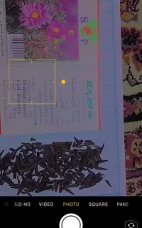 بذر گل کوکب الوان ساقه بلند