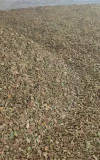 پوست بادام پوسته بادام تازه امسال خشک شده سایه خشک