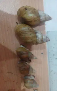 حلزون هایی برای تکثیر با بهترین قیمت