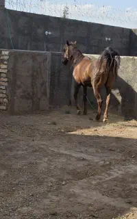 مادیون ۳ سال درجه. ۱