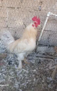 خروس