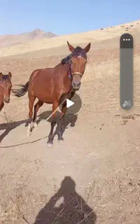 اسب ماده با کراش