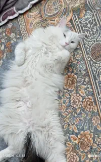 گربه واگذاری