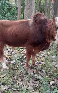 ورزا چالوسی دست پابلند فقط خاهشن تماس بگیرید