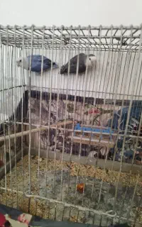 پرنده