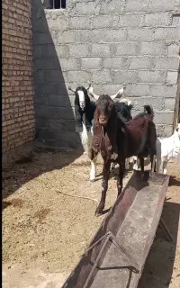 فروش نربزپاکستانی اصل