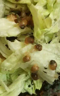 جوجه حلزون آلبینو (آچاتینا) آل بینو