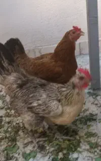 مرغ تخم گذار سرحال    یکی بخر دوتا ببر