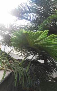 کاج مطبق