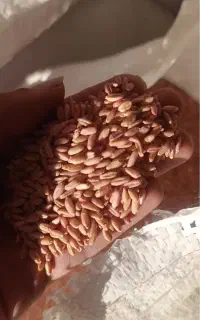 بذر گندم اوکراینی آدورا ( انبار مرکزی )
