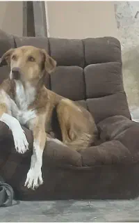 سگ گمشده