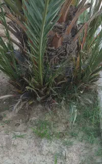 فروش نهال برحی