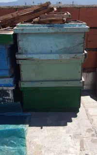 کندو زنبور عسل