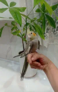 عروس هلندی خوشگل جوجه چهارماهه دستی
