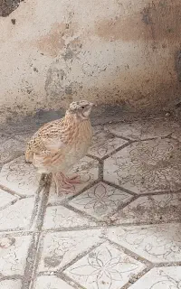 یک عدد بلدرچین نر