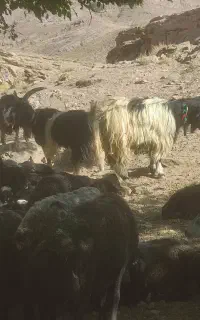 بزغاله دوبوری