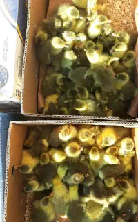 جوجه غاز شمالی
