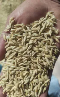 جو بذری بهمن پایه کوتاه آماده کاشت