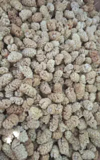 توت خشک اعلا فقط عمده