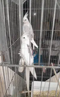 عروس هلندی