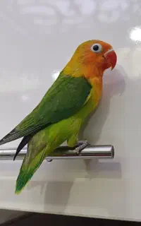 طوطی برزیلی دستی گیرین اوپلاین