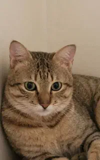 واگذاری گربه خونگی نژاد dsh