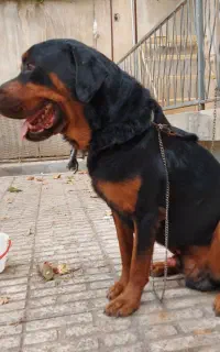 سگ روتوایلر پوزه خرسی نژاد بی دم