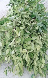 خریدار شاخه وبرگ برگ بو تازه