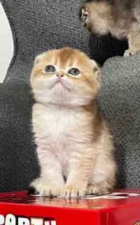 بریتیش اسکاتیش دَبِل فولد ماده