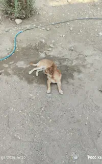 سگ اشپیتزپامر
