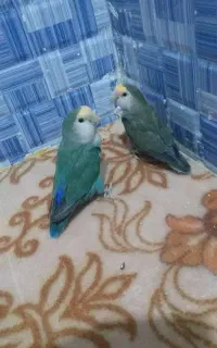 طوطی کوتوله