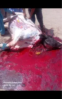 قصاب ماهر