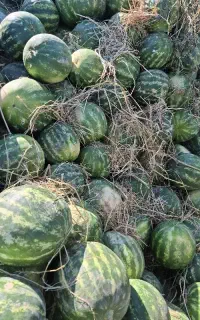 دنبال کارگر دائمی هستم