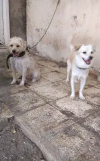 واکذاری‌سک‌نرو‌ماده‌