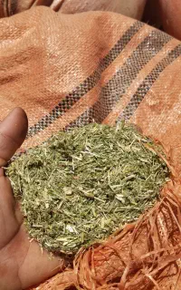 کاه یونجه تمیز