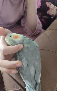 قبول واگذاری طوطی سان ها