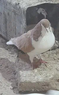ساده زرد نر