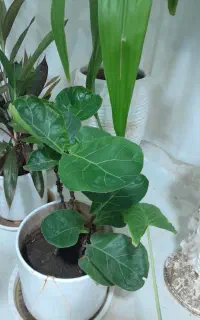 تعدادی گل جهت فروش