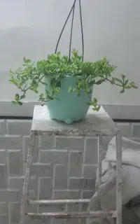 سطل دست دوم گلدان/زباله