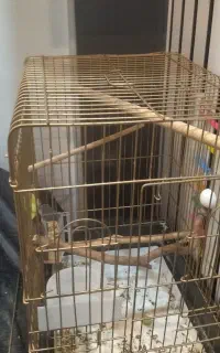 قفس معامله با عروس هلندی