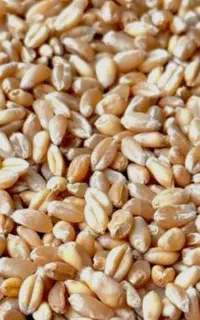 بذر گندم رقم باران