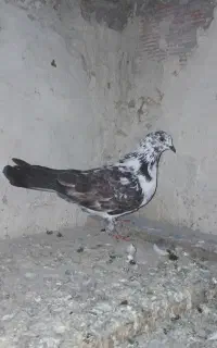 طوقی  اوچان عالی جفت ۴۵۰ هزار تومان