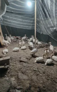 جوجه بوقلمون بیوتی 6