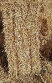 کاه (کلش) گندم