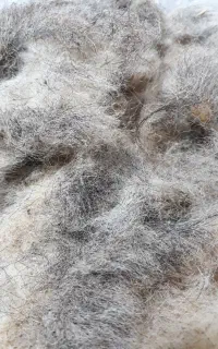 پشم گوسفند